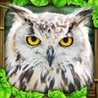 Owl Simulator Image