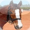 Horses Spot the Difference Image