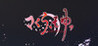 Sakura, Moyu. -As the Night's, Reincarnation- Image