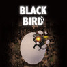 Black Bird Image