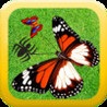ibutterfly HD Image