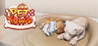 PET TOWN Image
