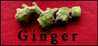 Ginger Image