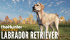 theHunter: Call of the Wild - Labrador Retriever Image