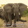 Wild Animals Slider Puzzle Image