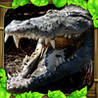 Wildlife Simulator: Crocodile Image