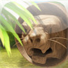 Amazon Survival Image
