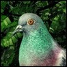 Pigeon: A Love Story Image