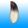 Feather Image