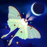 Flutter: Starlight Image