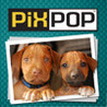 PixPop Dogs Image