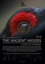 The Ancient Woods