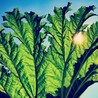 Gunnera Image