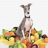 Excellent Italian Greyhound Image