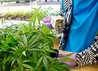 World's Largest Medical Marijuana Dispensary