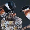 Backyard Habitat Magical Transformations