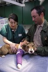 Animal Cops: San Francisco